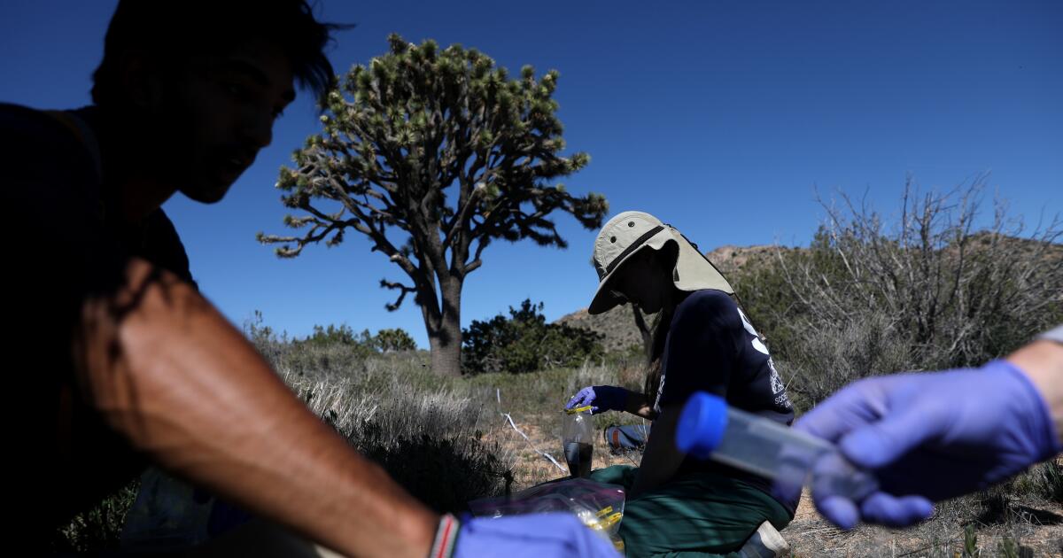 People are killing California Joshua trees. Can the fungus save them? People are killing California Joshua trees. Can the fungus save them?