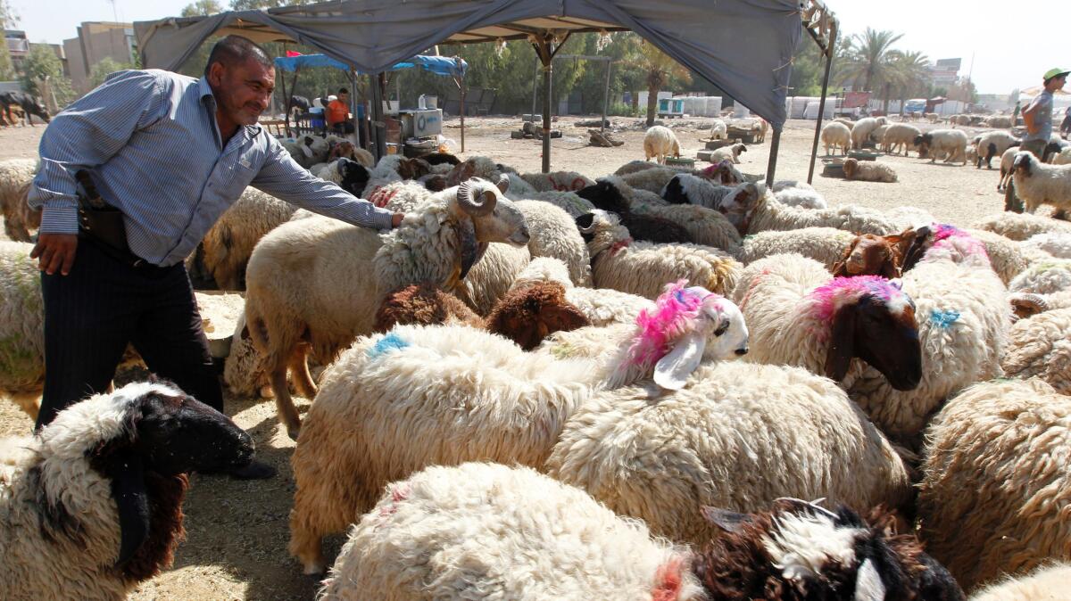 An Iraqi man buys sheep at a livestock market set up for the upcoming Muslim sacrificial festival Eid al-Adha in the capital, Baghdad, on Sept. 11, 2016.