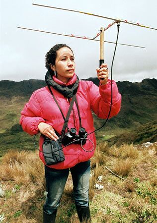 Biologist Olga Lucia Nunez of Sogamoso shows the antennae by which she and other scientists can track the movements of condors placed in the north Colombia mountain area. The condors are fitted with radio transmitters that can send signals as far as 25 miles.