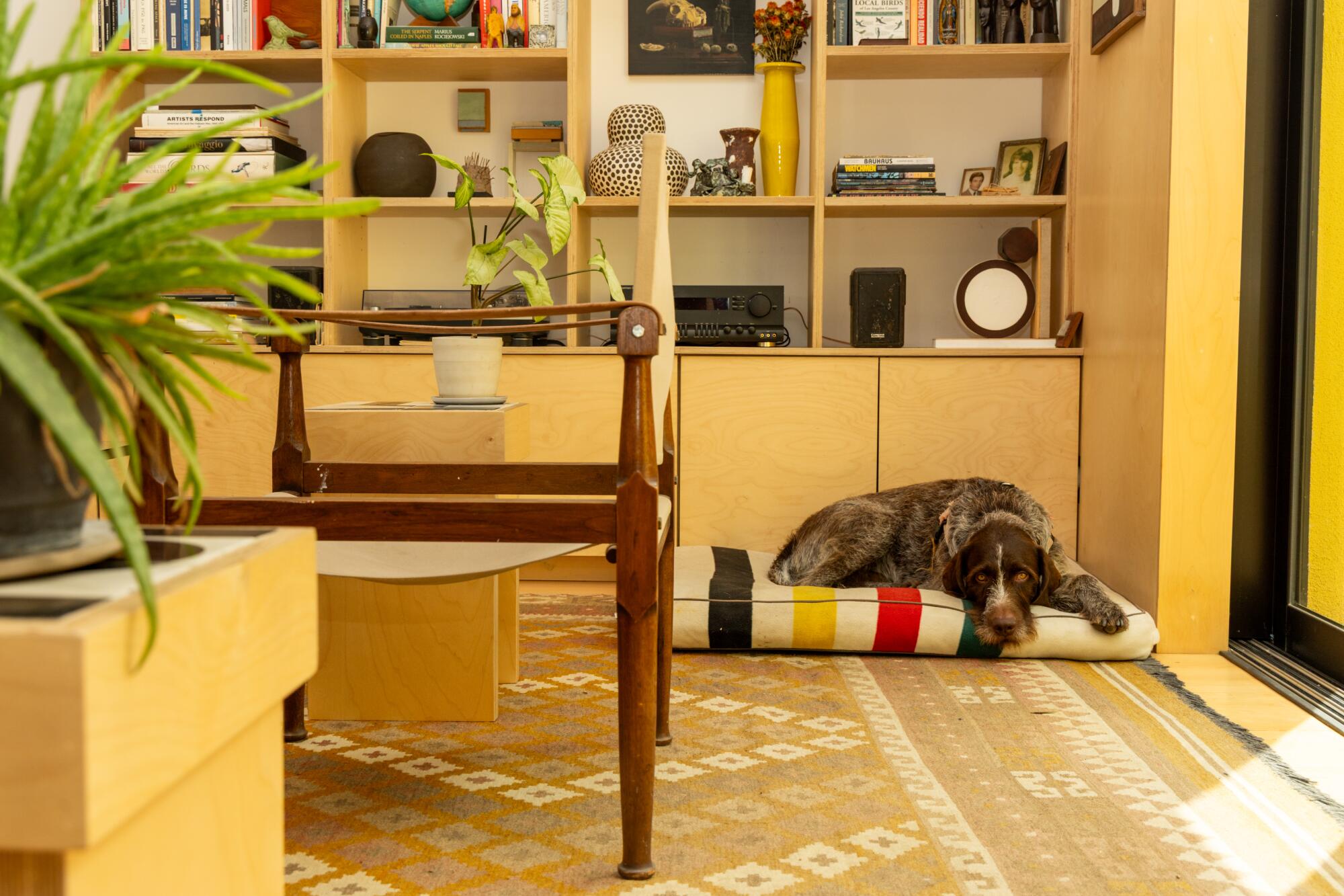 A dog rests in the living room on a colorful dog bed.