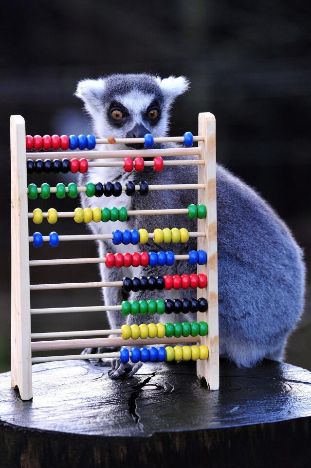 Lemur with an abacus