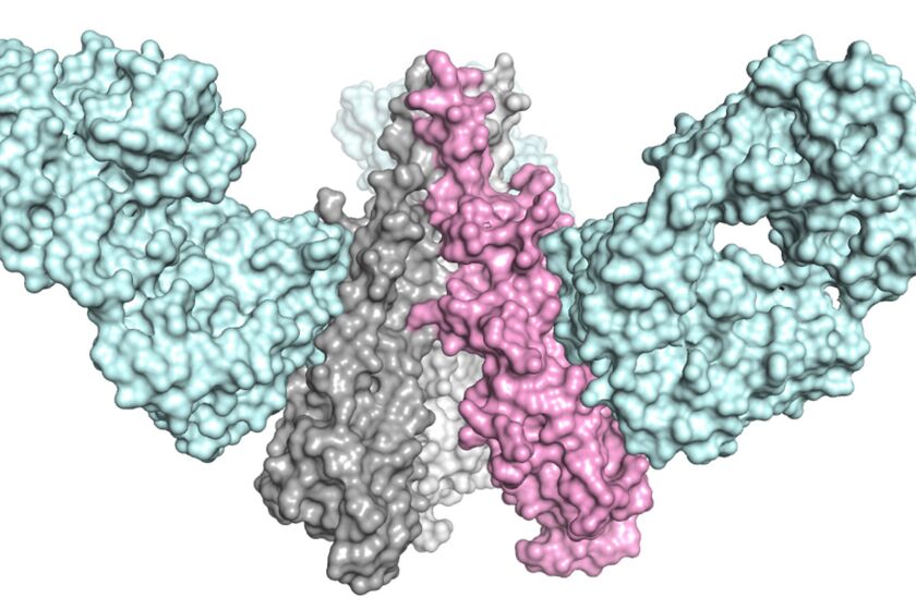 Two teams of scientists report engineering molecules that conferred immunity against multiple influenza strains in animals. Pictured is a molecule designed by scientists at the Scripps Research Institute and collaborators.