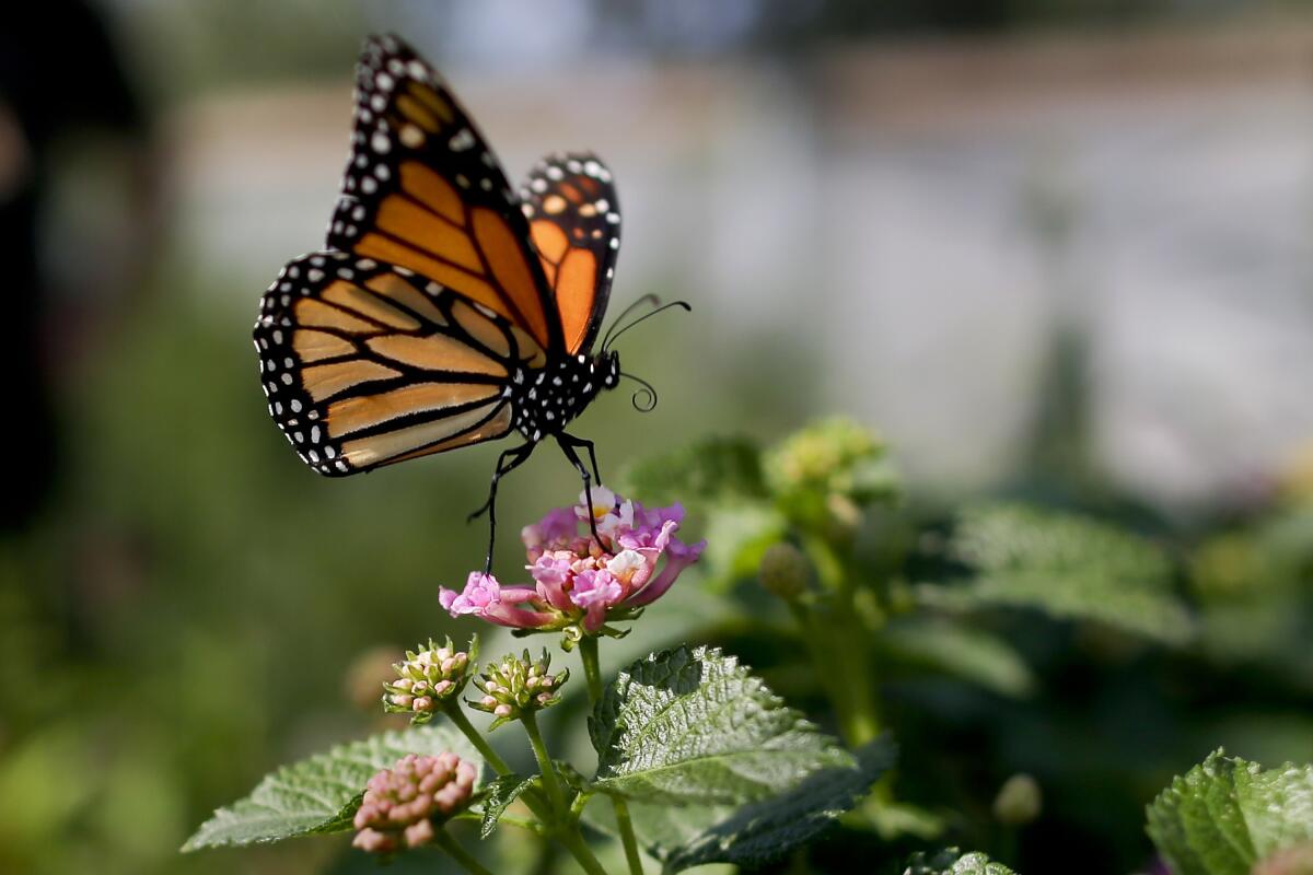 Monarcas, cada vez más cerca de la extinción en California