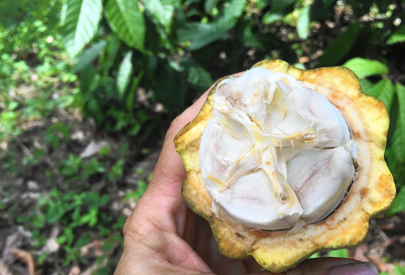 Inside a cacao pod sliced open with a machete.