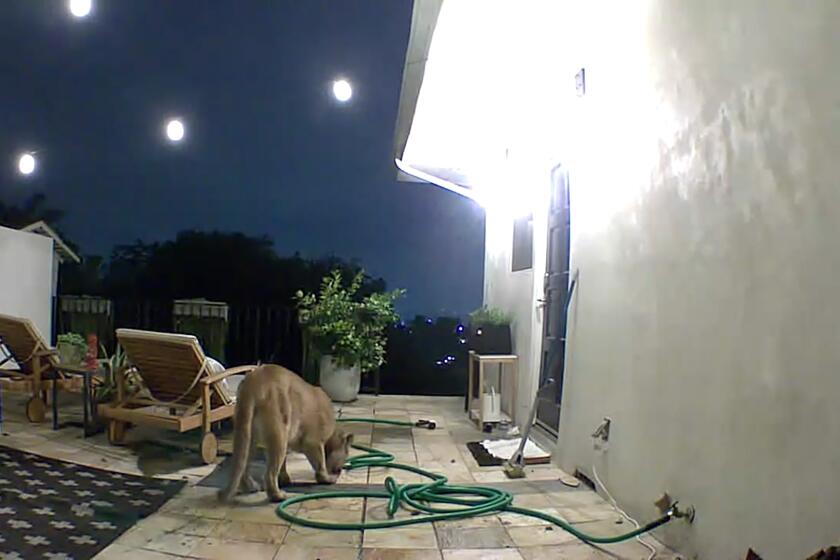 Motion activated cameras capture P-22 passing Hollywood Hills home
