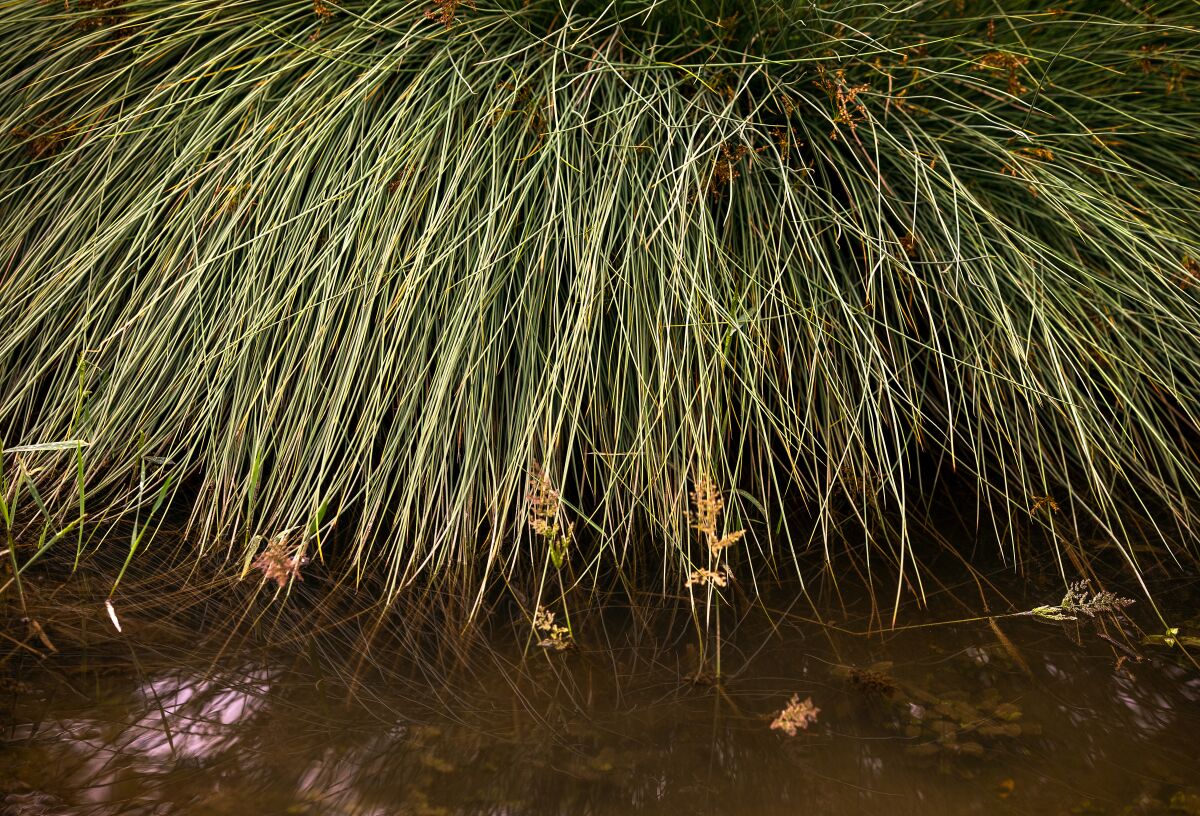 A juncus plant grows next to a creek inside the north Westwood Greenway.