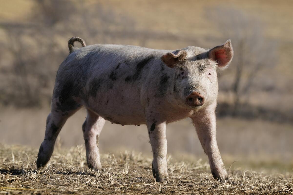 A pig stands in a farm pasture