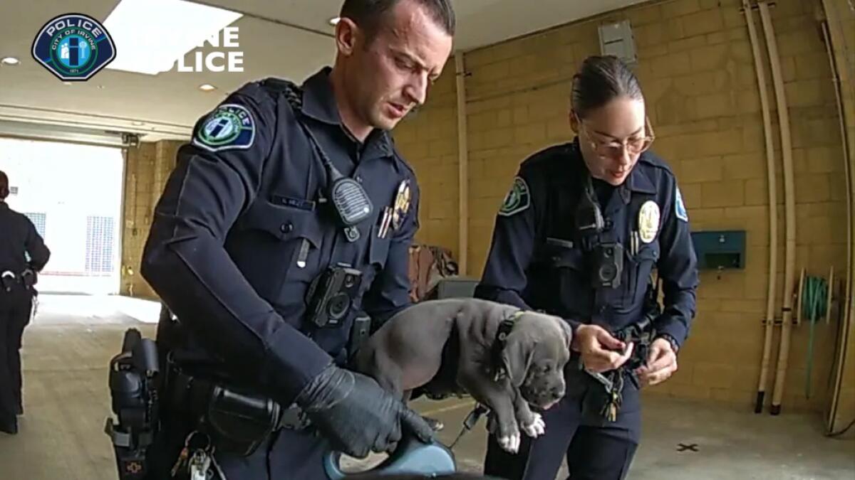 Irvine police administered a dose of the overdose-reversing drug naloxone to a pit bull puppy.