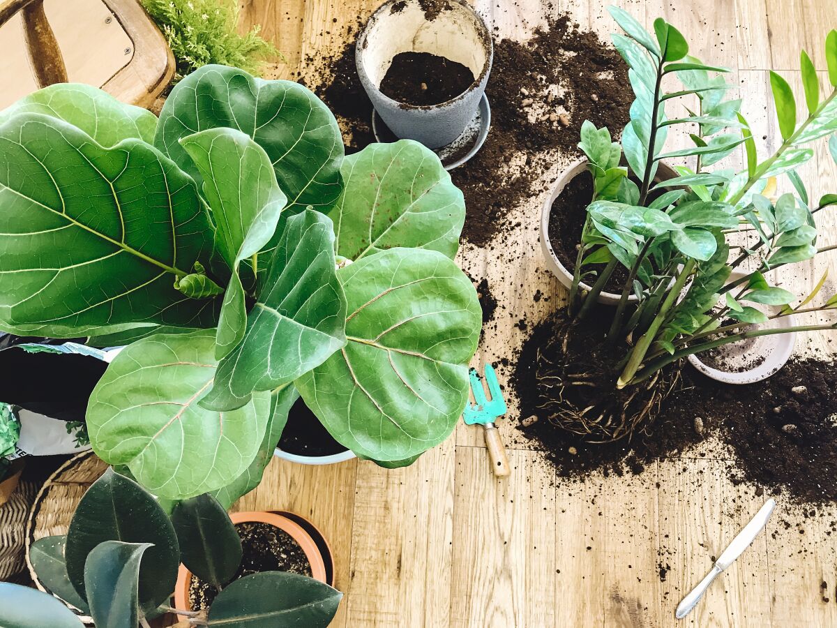 A fiddle leaf fig (at left) and other houseplants may change or need time to adjust to new surroundings.