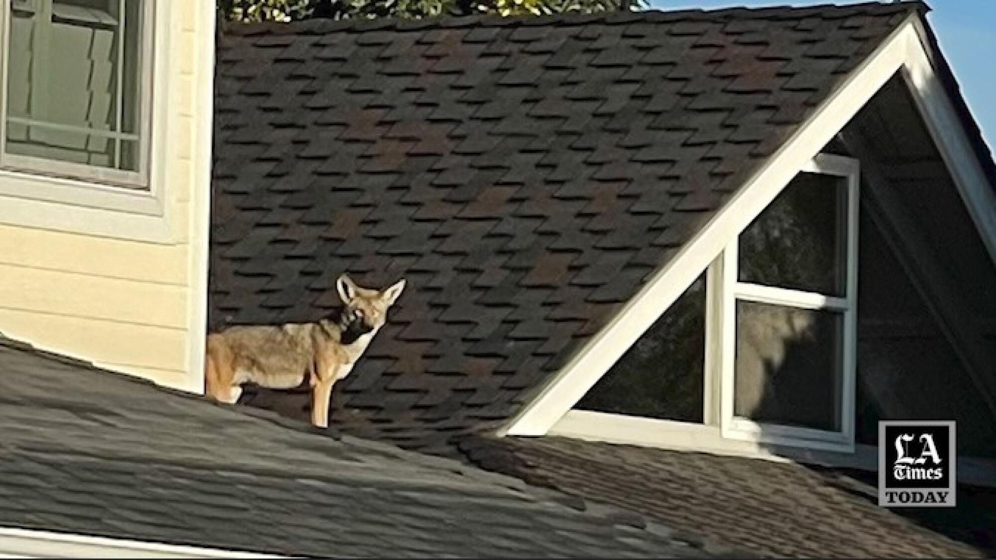 Coyotes aren't a nuisance. Humans live in their world - Los Angeles Times