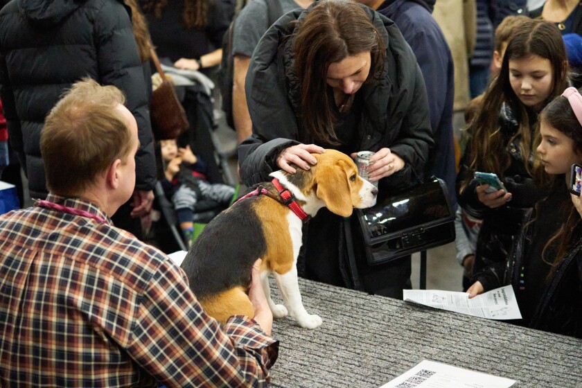 A family gets a closer look at the beagle at a 2020 "Meet the Breeds" event in New York. 