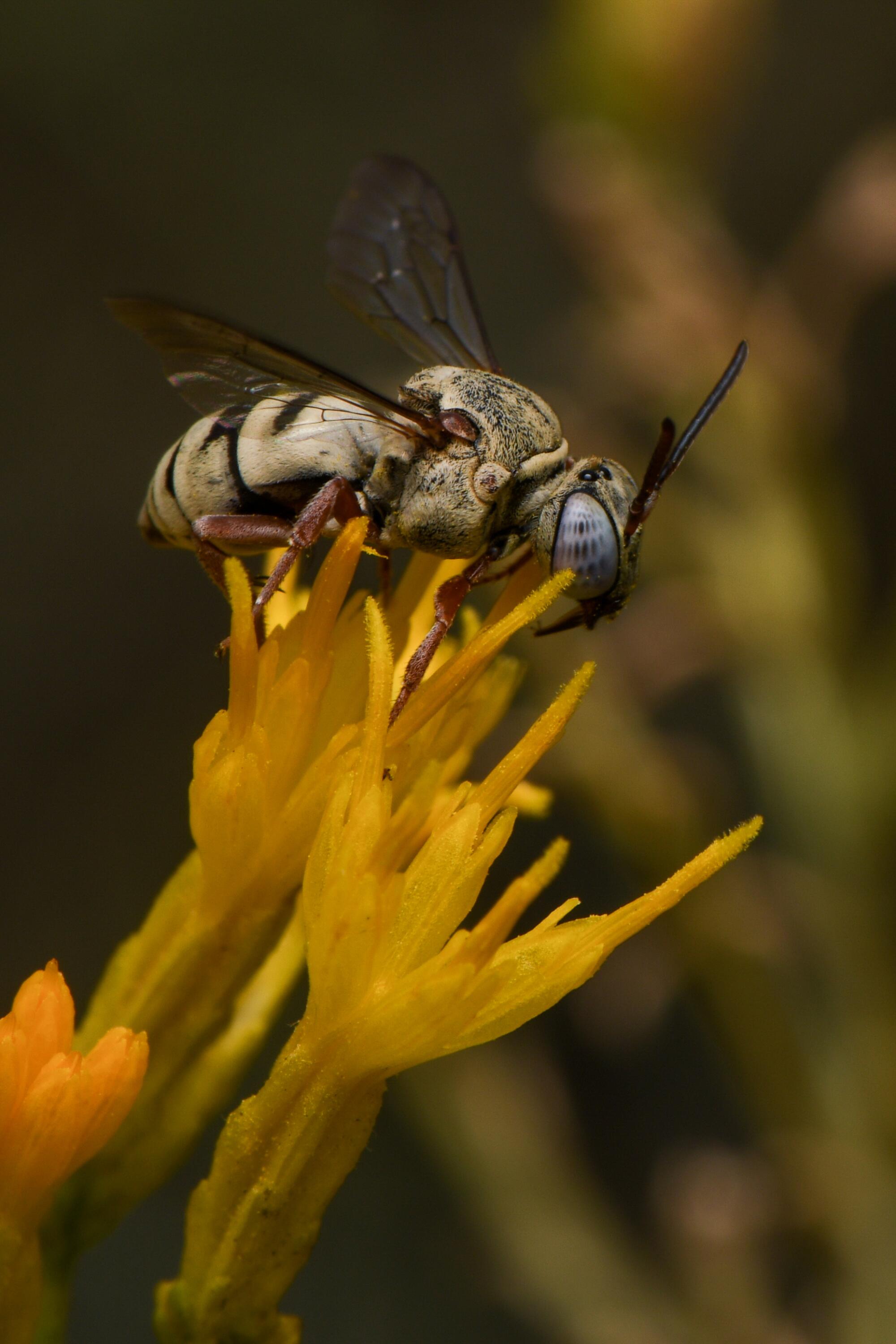 A bee perched on a yellow flower.