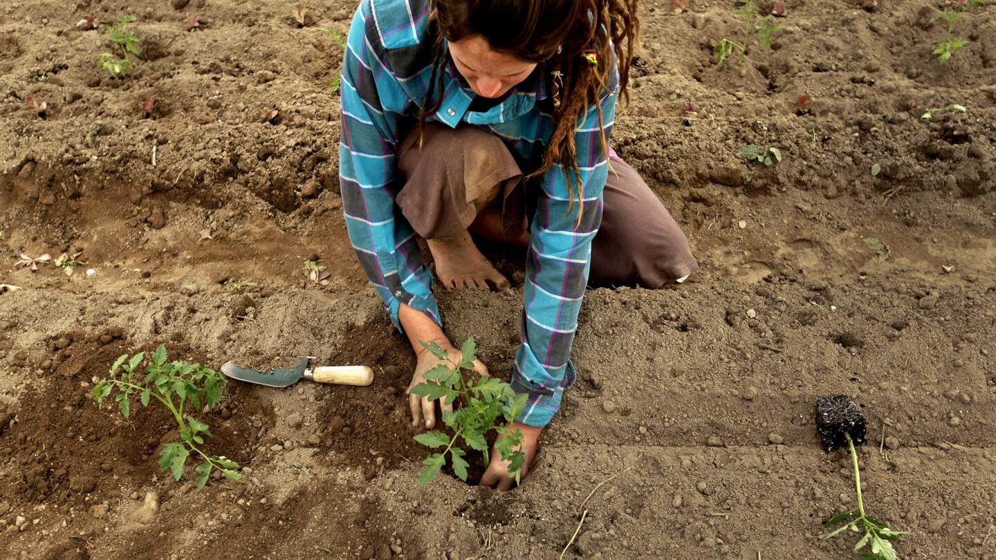 Young organic farmers