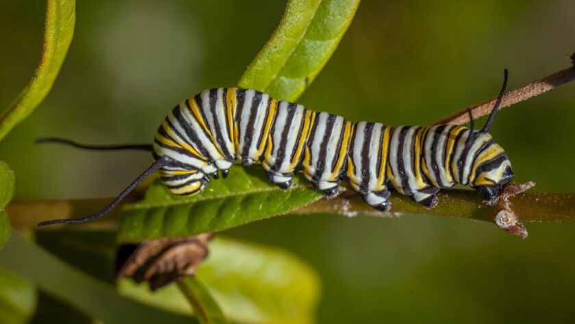 Garden Provides Stage For Nature S Show The San Diego Union Tribune