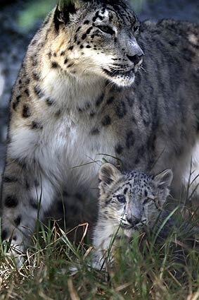 Snow leopard mother Asia appears with one of her two new cubs at the Los Angeles Zoo.