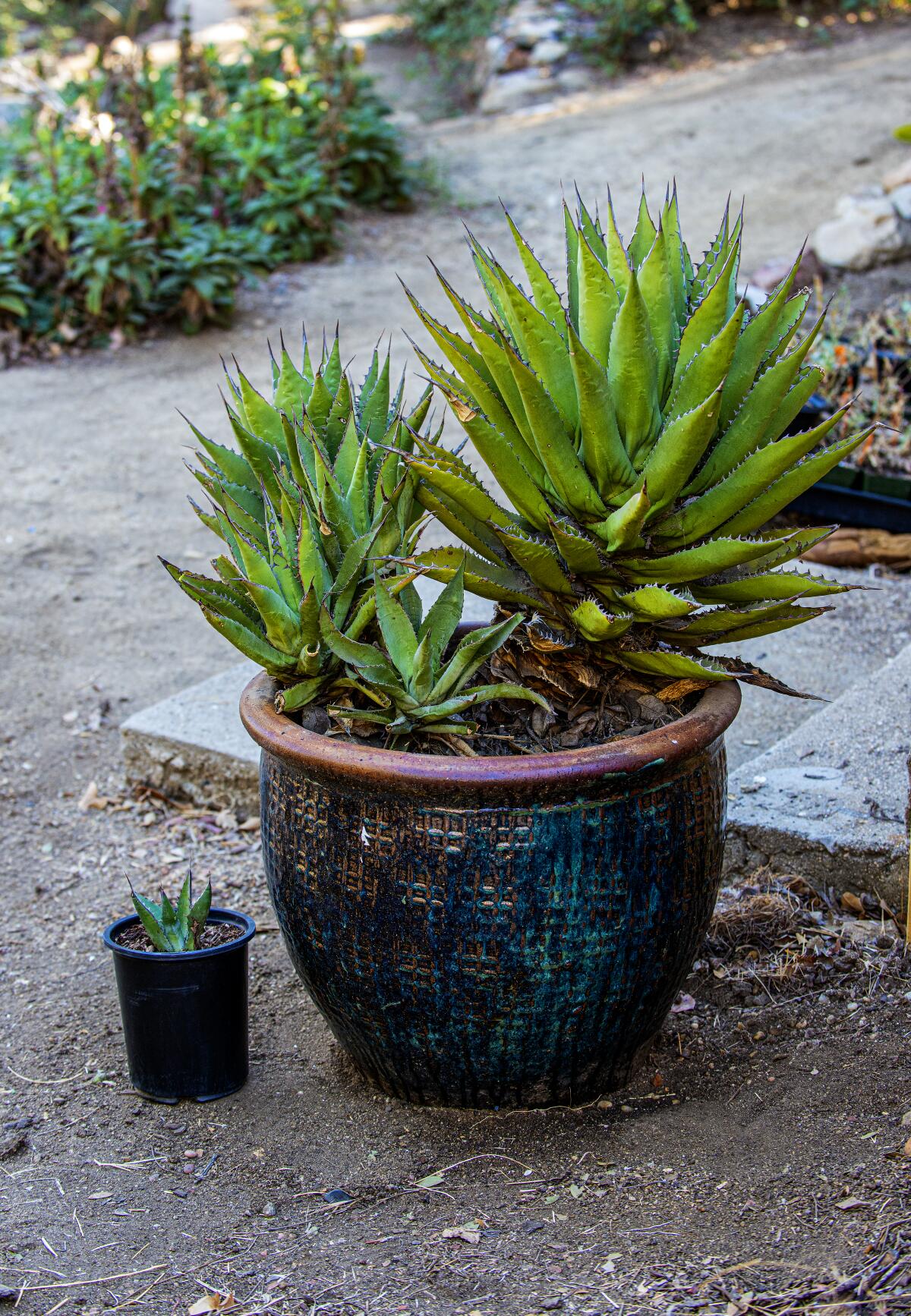 Shaw's agave 
