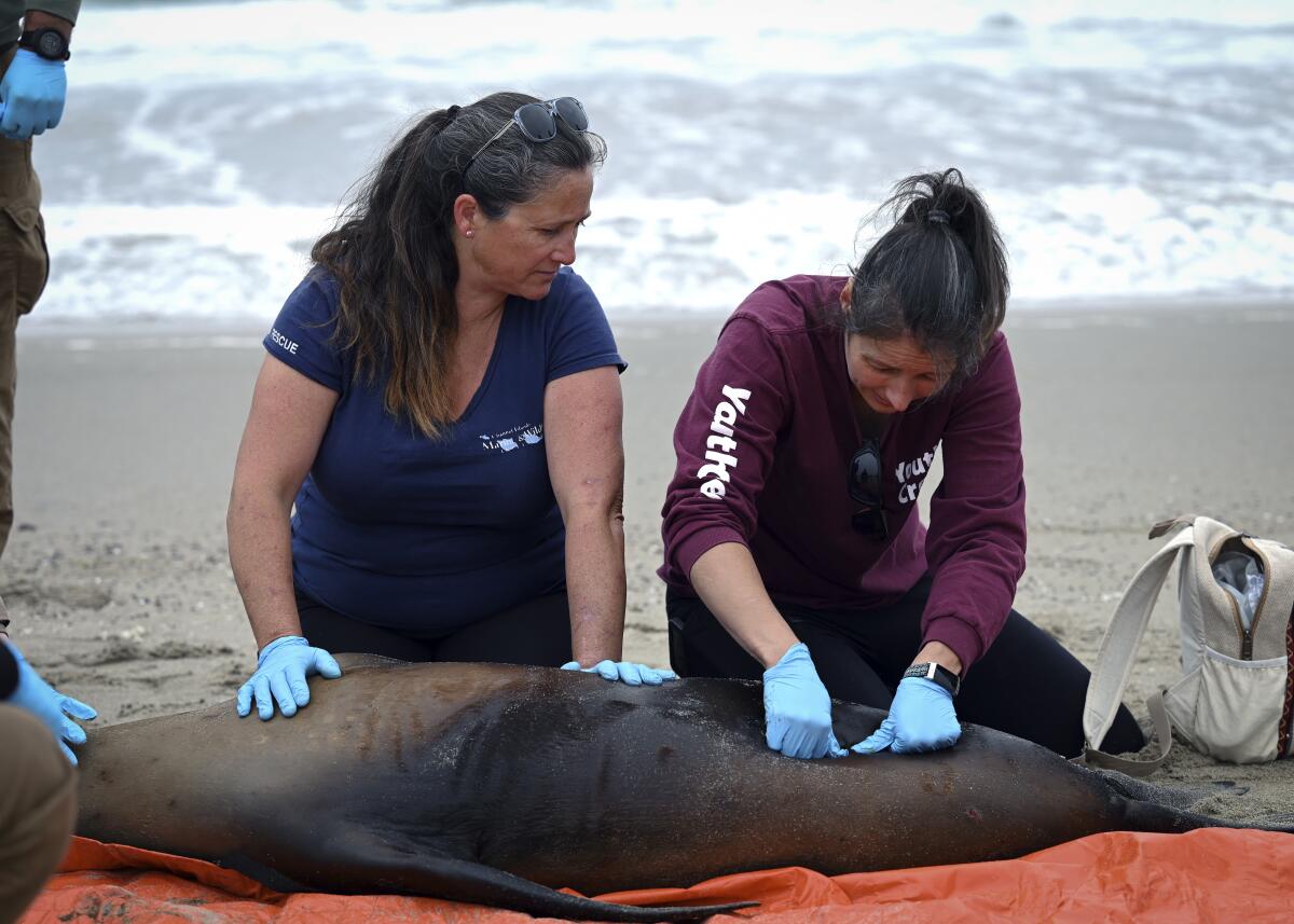 2 women in medical gloves kneeling by a sea lion near shore, 1 palpating its lower torso with her thumbs as the other watches