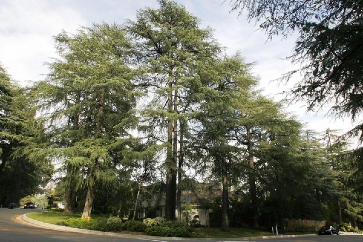The City Council will vote on a protected tree ordinance, which includes the creation of a "Historic Deodar District" to preserve the trees in La Canada Flintridge.