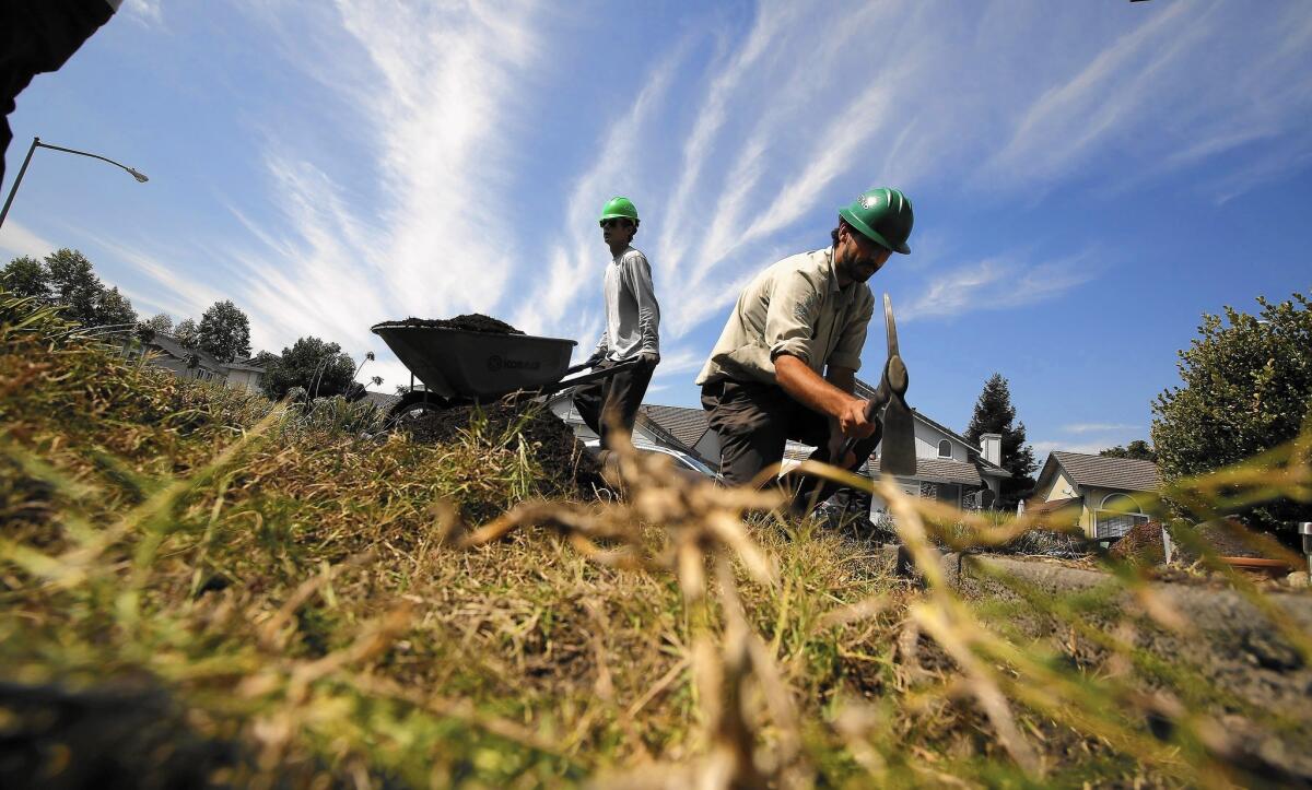 Young people with the Sonoma County Youth Ecology Corps work to convert 50 lawns to drought tolerant yards funded by the Sonoma County Water Agency in Rohnert Park, Calif., on Aug. 24, 2015.