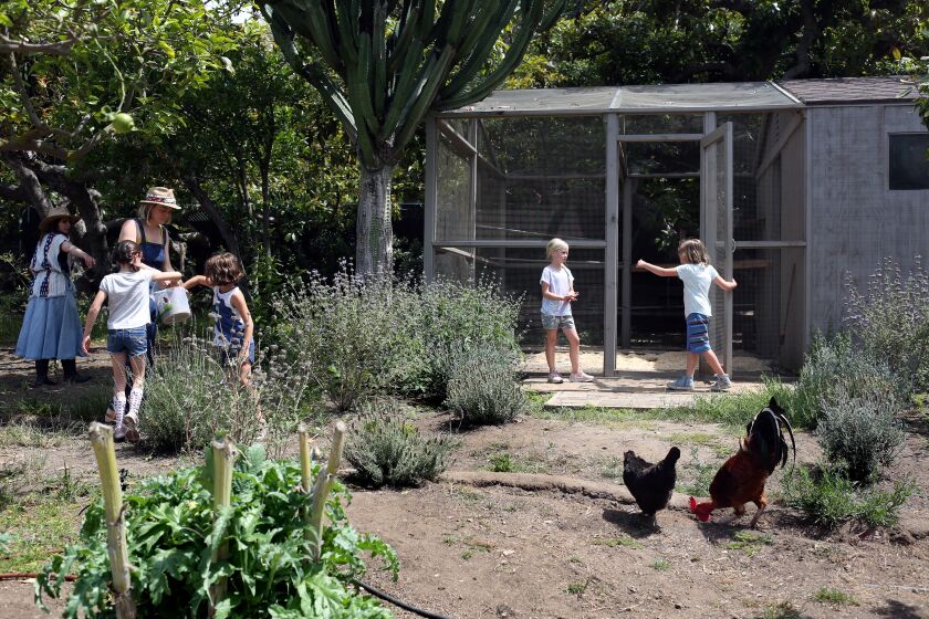 LOS ANGELES, CA-JUNE 11, 2019: Lauri Kranz, Eleanor Sisgold, Alison Hersel, Jane Buecker, Vivienne Kremser and Abby Hersel, left to right, stand outside a chicken coop in Malibu on June 11, 2019, in Los Angeles, California. Alison Hersel calls her property Plumcot Farm and she is growing hundreds of different fruits and vegetables. (Photo By Dania Maxwell / Los Angeles Times)