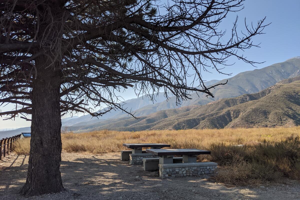 A picnic table under a tall tree with hills in the distance at North Etiwanda Preserve.