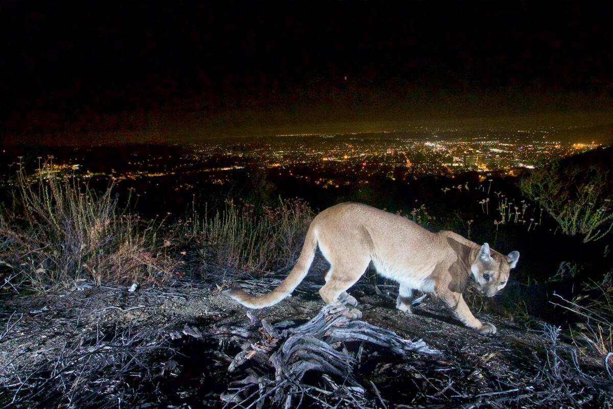 An adult female mountain lion is seen in the Verdugos Mountains at night in 2016.