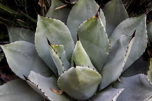 Park Nobel's cactus garden