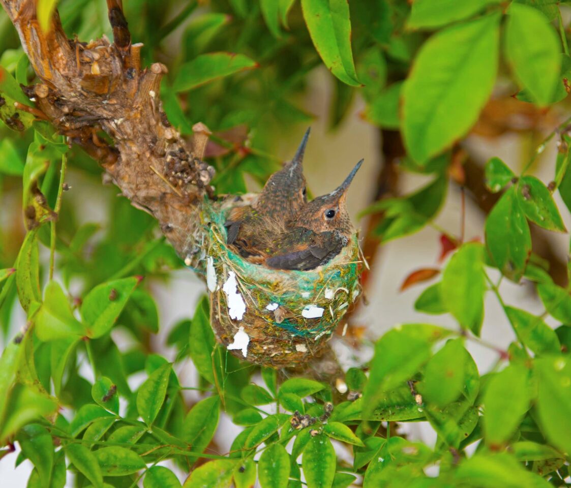 noel fishman hummingbird chicks.jpg