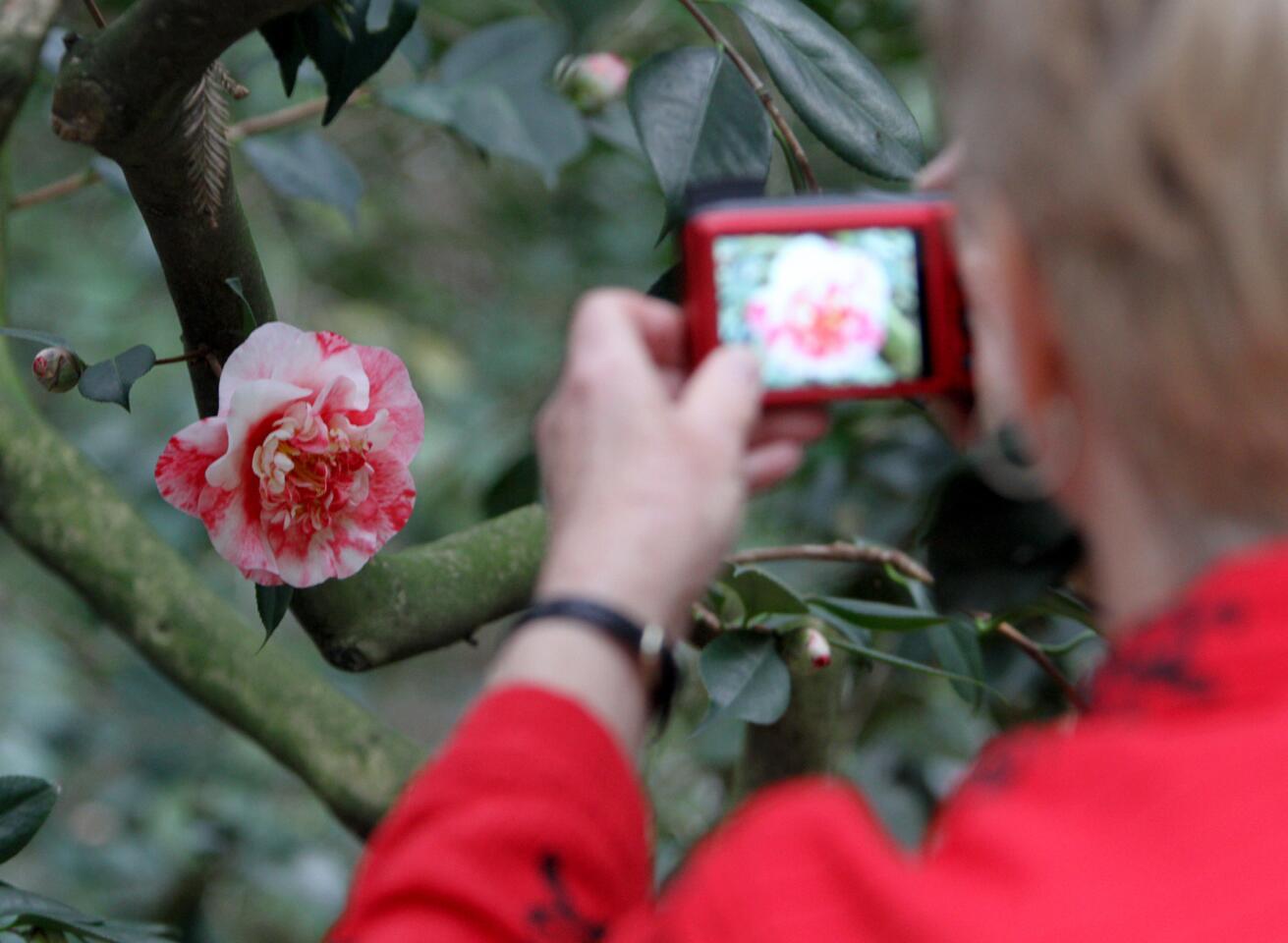 Photo Gallery: Descanso Gardens' Camellia and Tea Festival