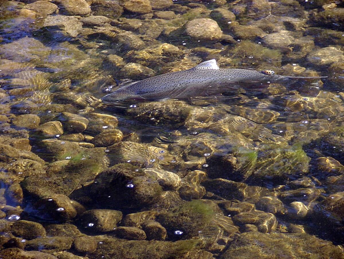 A Southern California steelhead trout swims in a clear body of water. 
