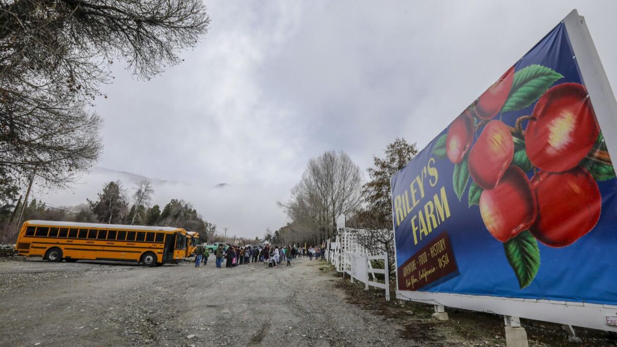 Students arrive in school buses at Riley's Farm in Oak Glen.