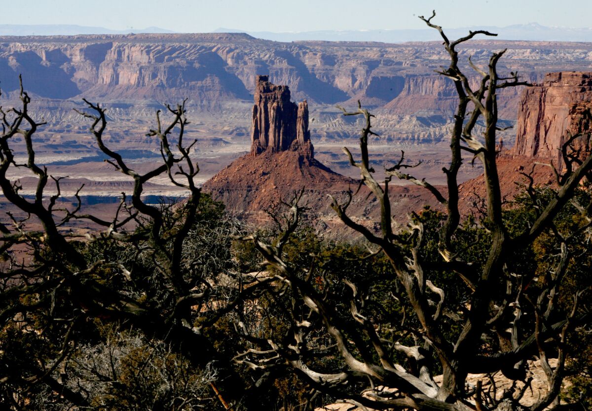 In Utah's Canyonlands National Park, look for framing devices (like gnarled trees) to impose order on your composition. It doesn't hurt to include features like Candlestick Tower, either.