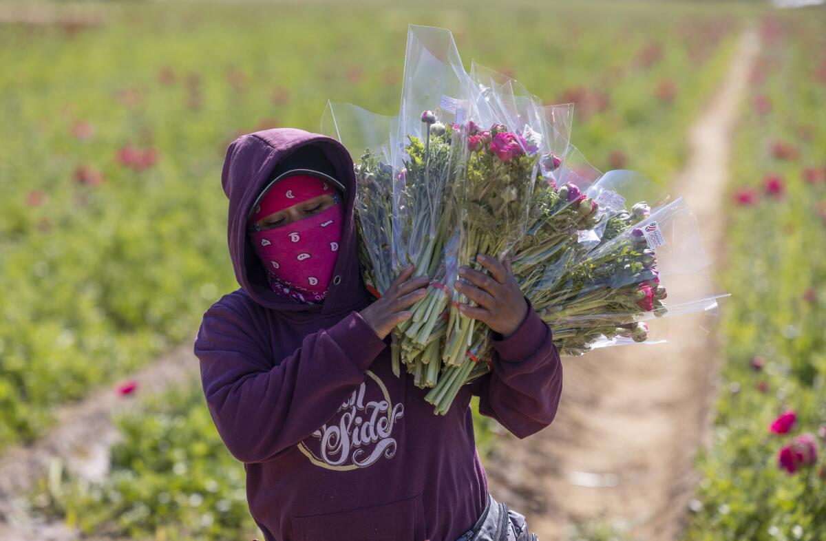 Carmen Perez carries a bundle of ranunculus flowers at The Flower Fields at Carlsbad Ranch on Thursday, Feb. 22. 