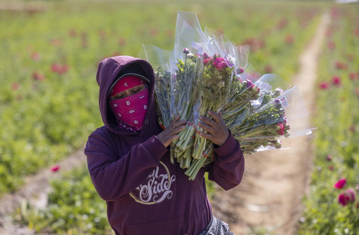 Carmen Perez carries a bundle of ranunculus flowers at The Flower Fields at Carlsbad Ranch on Thursday, Feb. 22.