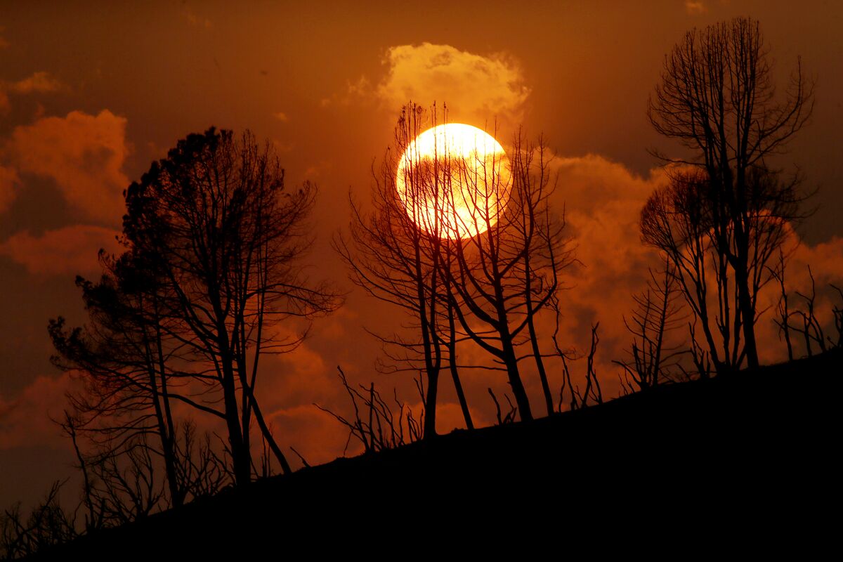 A bright orb in a dark red sky behind the black silhouettes of trees.