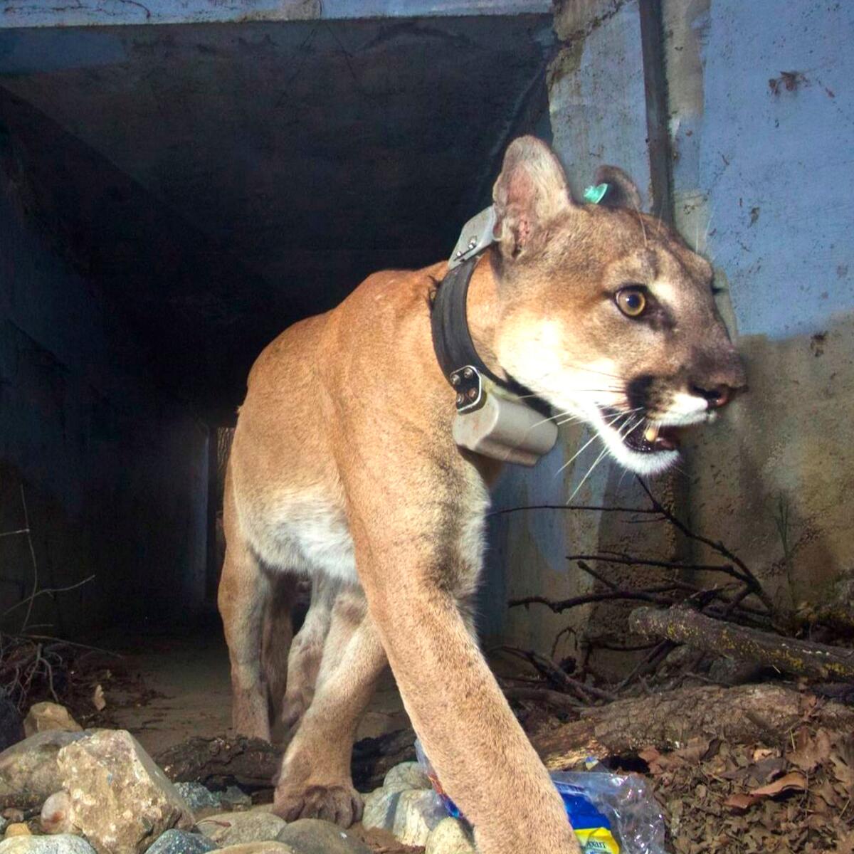 Mountain lion P-64 uses a tunnel to cross under a freeway in the Santa Monica Mountains.
