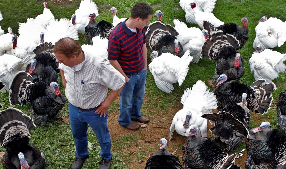 Choosing a Thanksgiving turkey is no easy task.