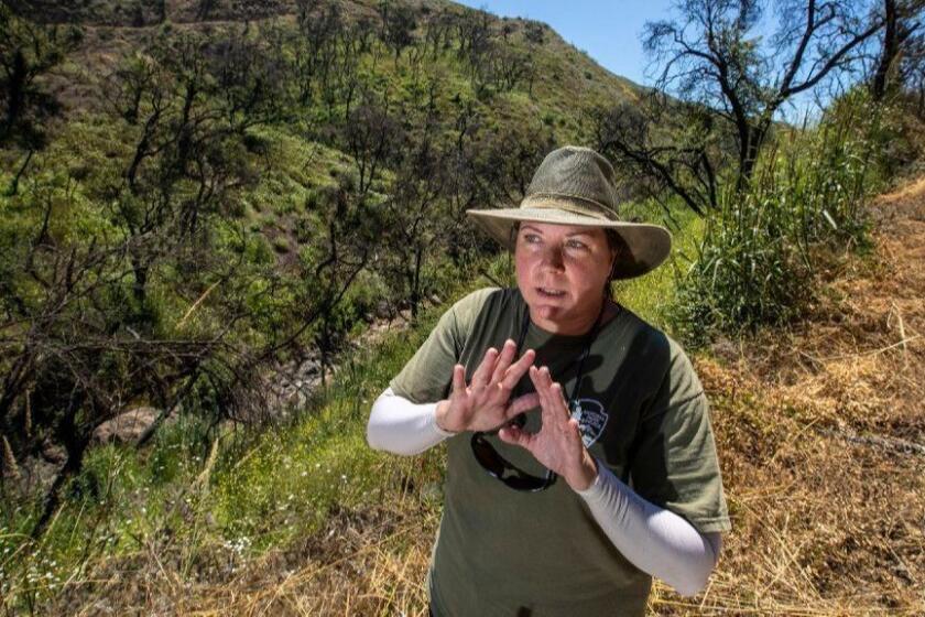 SANTA MONICA MOUNTAINS NATIONAL RECREATION AREA, CALIF. -- THURSDAY, JULY 11, 2019: National Park Service ecologist Katy Delaney at a canyon site where California red-legged frogs were decimated in the Woolsey fire in the Santa Monica Mountains National Recreation Area, Calif., on July 11, 2019. (Brian van der Brug / Los Angeles Times)