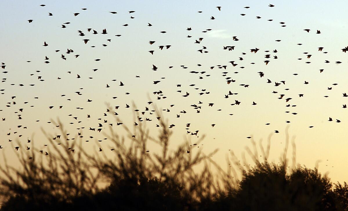 Birds swarm at sunset over Ryer Island in the Sacramento-San Joaquin River Delta, which boasts a diversity of flora and fauna that thrive in wetlands about the size of Orange County.