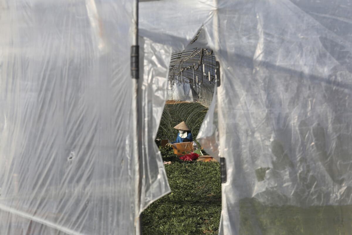 A migrant worker works inside a greenhouse at a farm in Pocheon, South Korea on Feb. 8, 2021. Activists and workers say migrant workers in Pocheon work 10 to 15 hours a day, with only two Saturdays off per month. They earn around $1,300-1,600 per month, well below the legal minimum wage their contracts are supposed to ensure. (AP Photo/Ahn Young-joon)