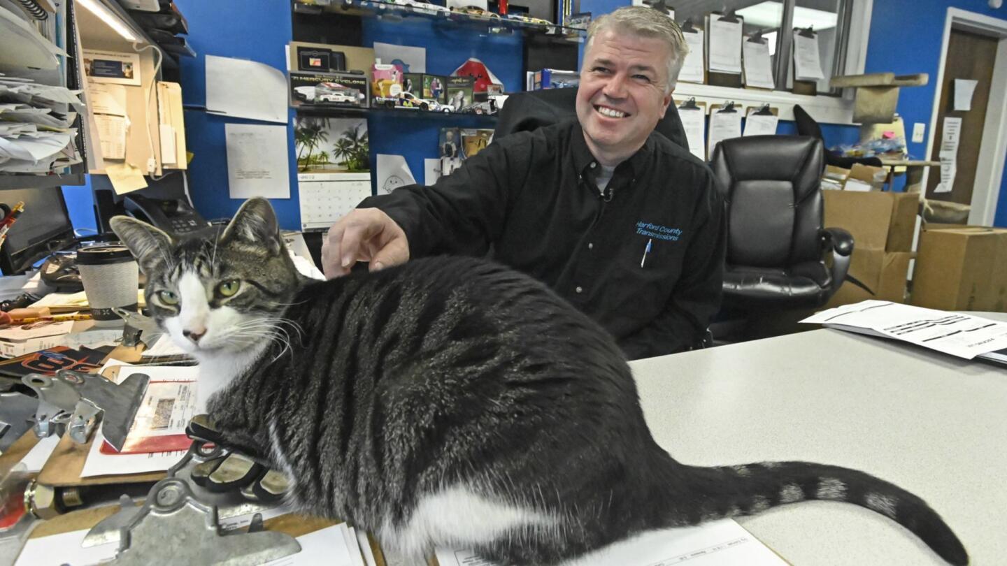 Blaney and Cale are two office cats that "work" at Harford County Transmissions Plus, greeting and playing with customers. Shop owner Chris Knopp, pictured with Blaney, rescued the cats about a year and a half ago and raised them in the shop.