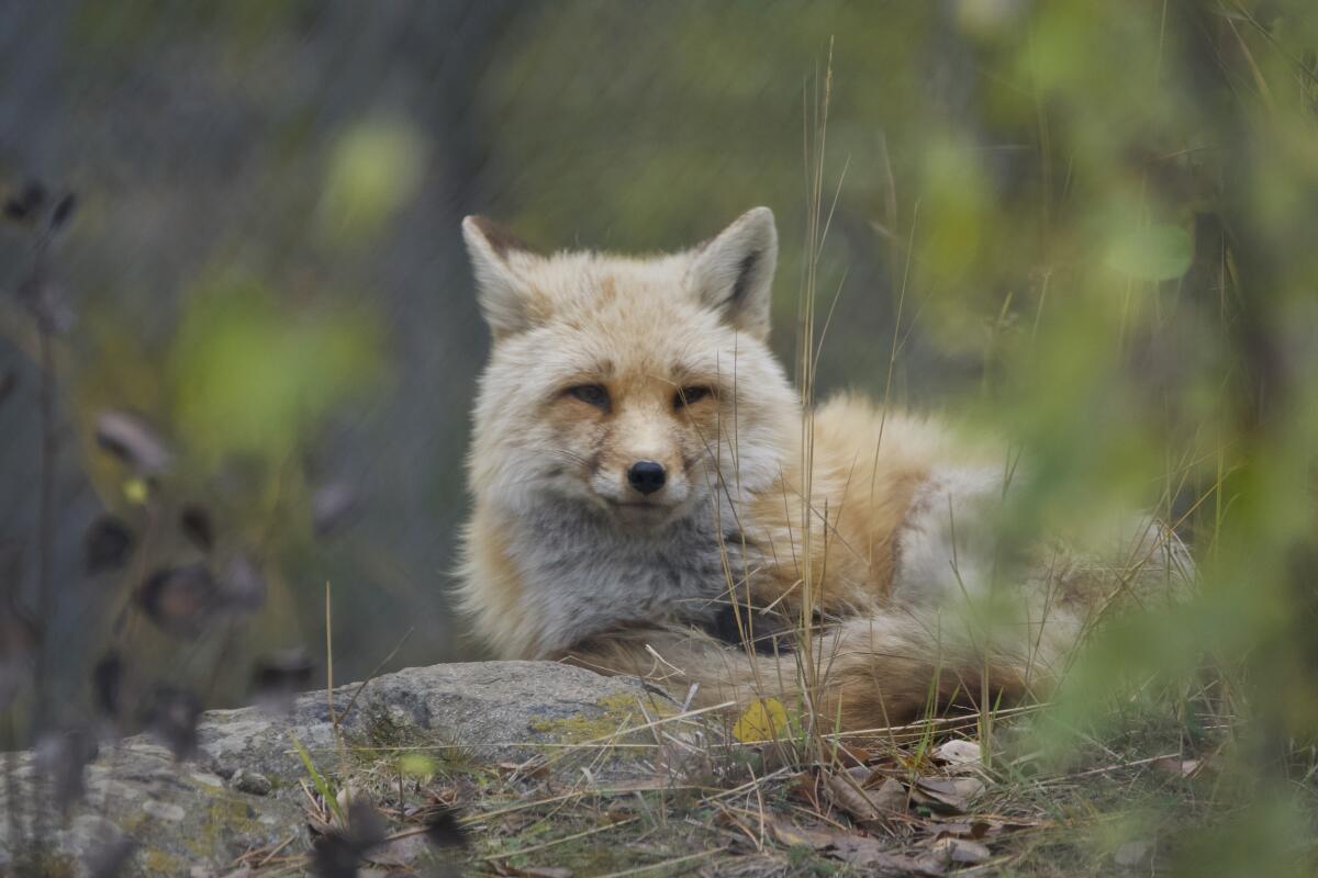 A red fox in the Yukon Wildlife Preserve.