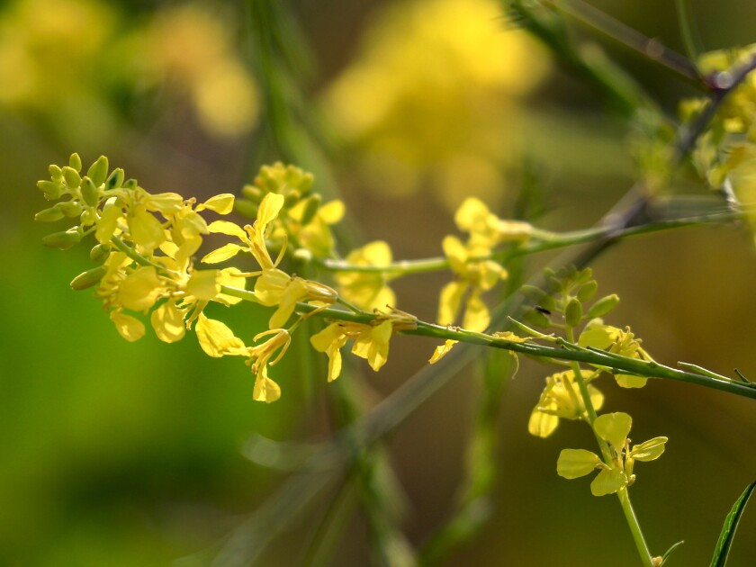 Fields of black mustard, growing as high as 10 feet, are covering the fields and slopes of Fairview Park in Costa Mesa.