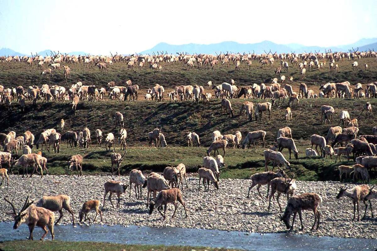 FILE - In this undated file photo provided by the U.S. Fish and Wildlife Service, caribou from the Porcupine caribou herd migrate onto the coastal plain of the Arctic National Wildlife Refuge in northeast Alaska. Decades-long political and legal battles over drilling in America's largest wildlife refuge took another turn when the Biden administration suspended oil and gas leases in Alaska's Arctic National Wildlife Refuge. The move Tuesday, June 1, 2021, was a blow to oil and gas proponents, who came as close as they ever have to starting a drilling program after the refuge was expanded 40 years ago to include the oil-rich coastal plain. (U.S. Fish and Wildlife Service via AP, File)