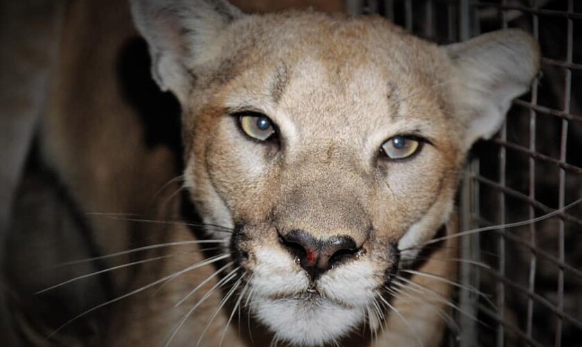 Close-up of P-99, a female mountain lion