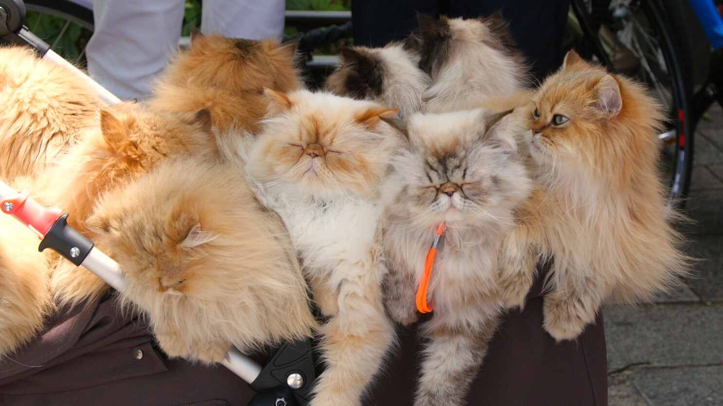 Column Why The 2019 Cat Film Festival Is Not About Funny Cat