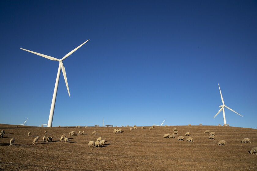 Sheep graze at the Shiloh II wind farm.
