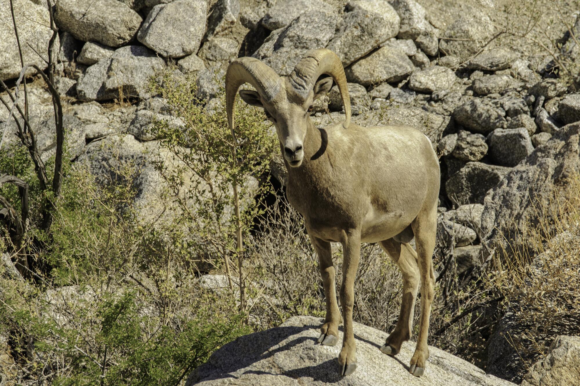 A bighorn ram in the Lower Hellhole in Anza-Borrego Desert State Park in 2016.