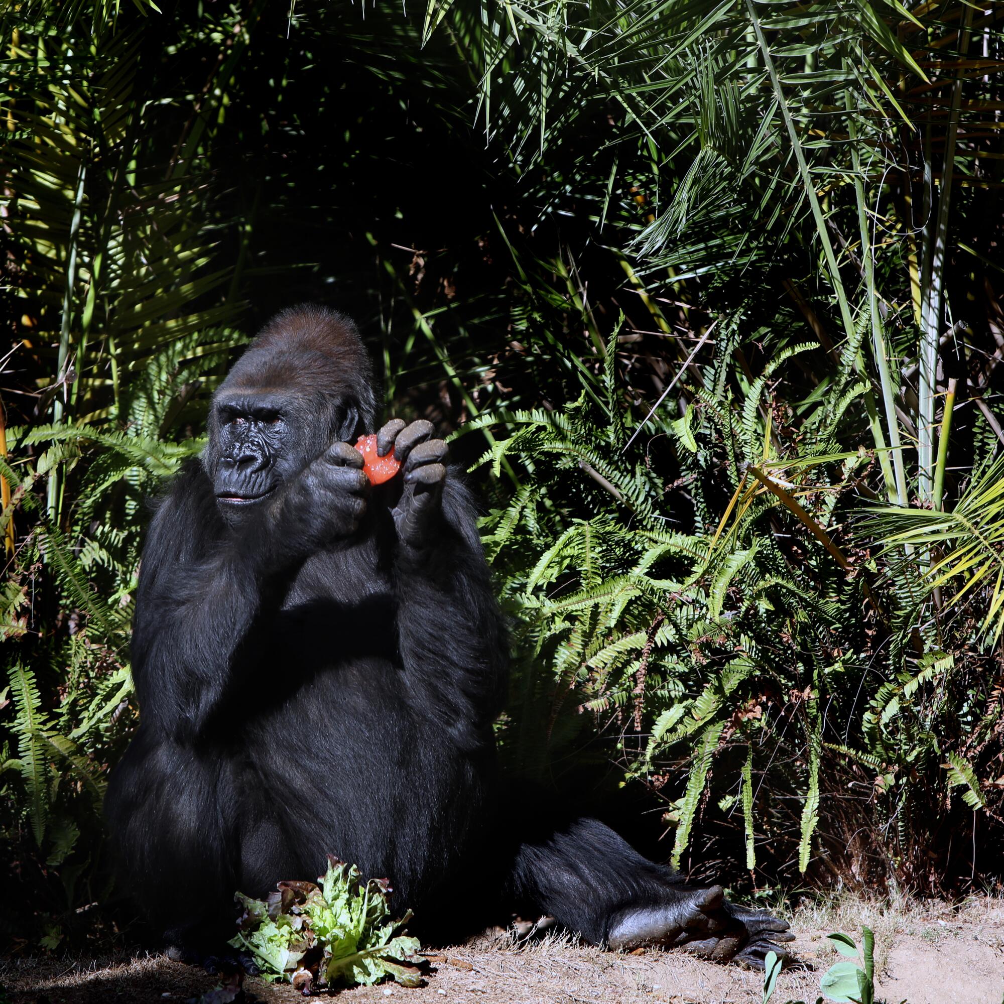 N'djia eats an ice treat in the Western Lowland Gorilla exhibit at the L.A. Zoo.