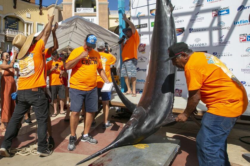 The 466 pound black marlin caught by a San Diego team on the boat Stella June was hoisted to the scale as everyone watched. The Bisbee Black & Blue marlin fishing tournament is the richest tournament of it's kind in the world, with more than $4 million in prize money. It was held at the resort town of Cabo San Lucas, Baja California Sur, Mexico from October 23-25, 2019.